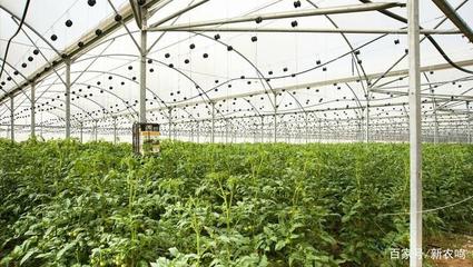 沙漠农业骑兵 以色列如何用科技破解缺水瓶颈