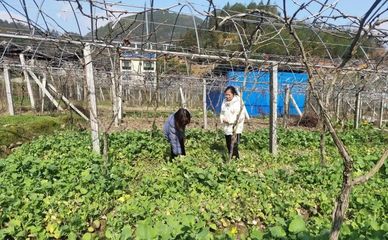 寿宁犀溪 科技特派员田间“把脉问诊”，精准助力春耕生产