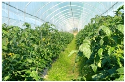 兴宁区以科技赋能现代农业产业化，开启农业高质量发展新篇章