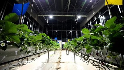 科技普惠与拼多多的农业长期主义 从田间到餐桌的数字变革