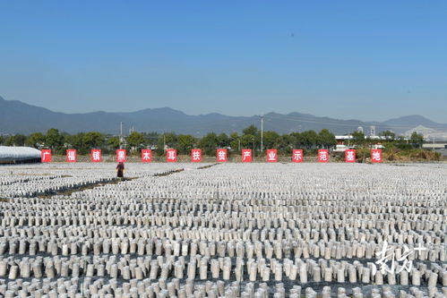 小木耳，大机遇 梅州南方长寿生物科技公司挂牌粤港澳大湾区“菜篮子”生产基地，引领农业科技新浪潮