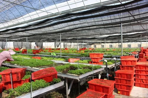 信息技术赋能农业高质量发展 禄劝县工厂化育苗基地迎来首个育苗旺季