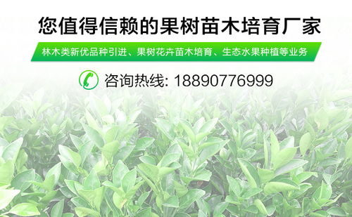 科技与农业的双向奔赴 从千思农林看防城港“明日见”柑橘的创新之路