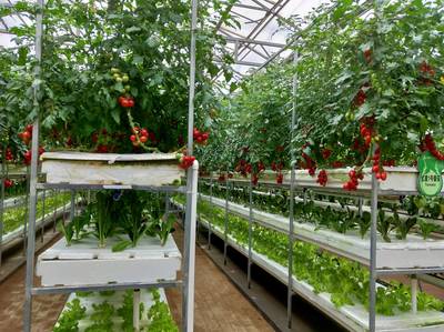 现代化农业科技中的无土栽培模式与信息技术开发